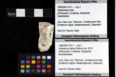 Foto (Objket + Etiketten) von Aulavescus tectus (Robins et al., 2013) 